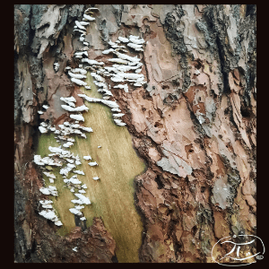 Tree bark with mushrooms