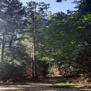 Forest path